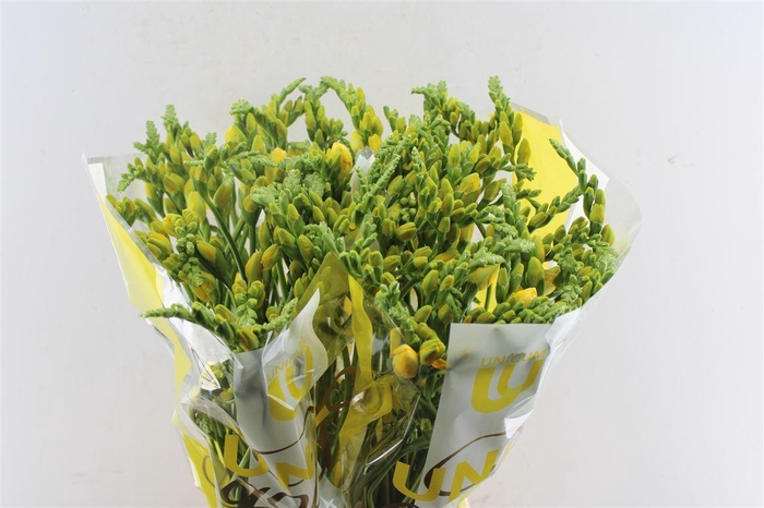 <h4>Fr Du Soleil Yellow</h4>