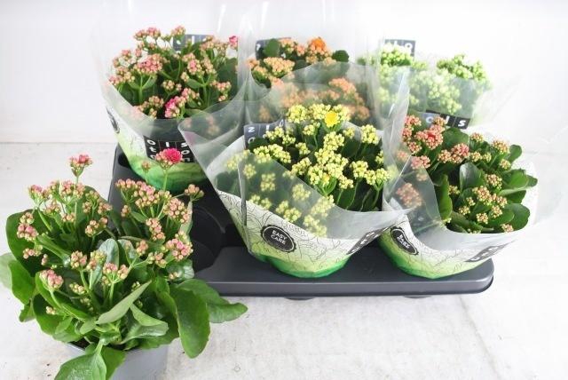 arr8 Kal Ge Gem 5 Kl