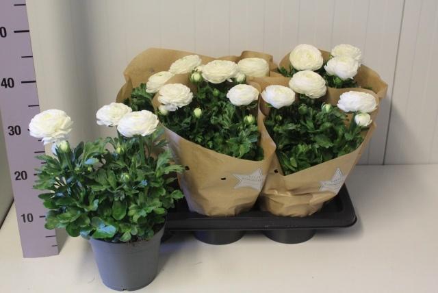 <h4>RANUN SPRINK WHITE</h4>