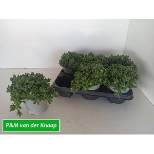 DELOSPERMA ECHINATUM
