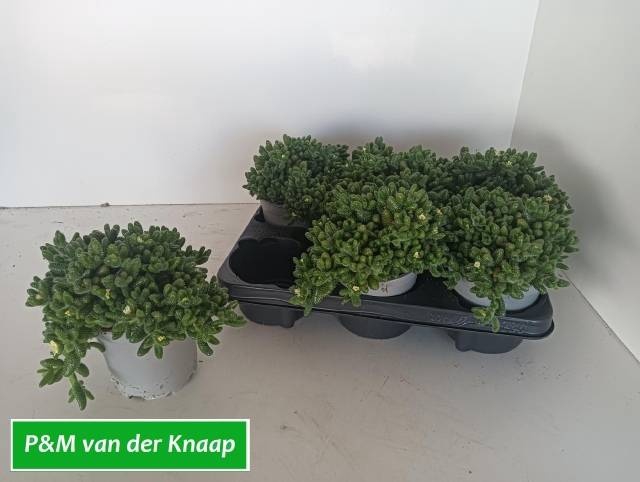 <h4>DELOSPERMA ECHINATUM</h4>