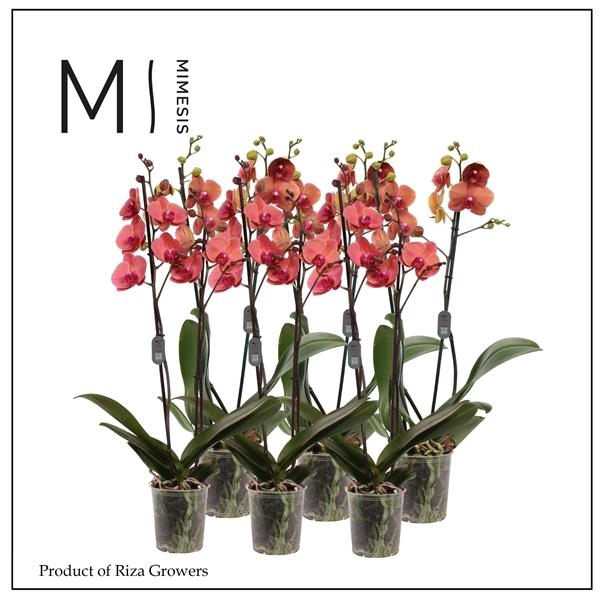 <h4>Mimesis Phal. Orange - 2 spike 12cm</h4>