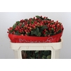 Hypericum True Romance Spray