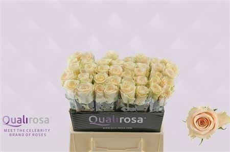 <h4>R Gr Charmant</h4>