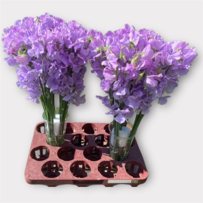 <h4>Lathyrus Lavendel</h4>