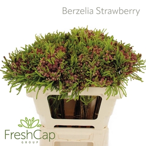 Berzelia Strawberry