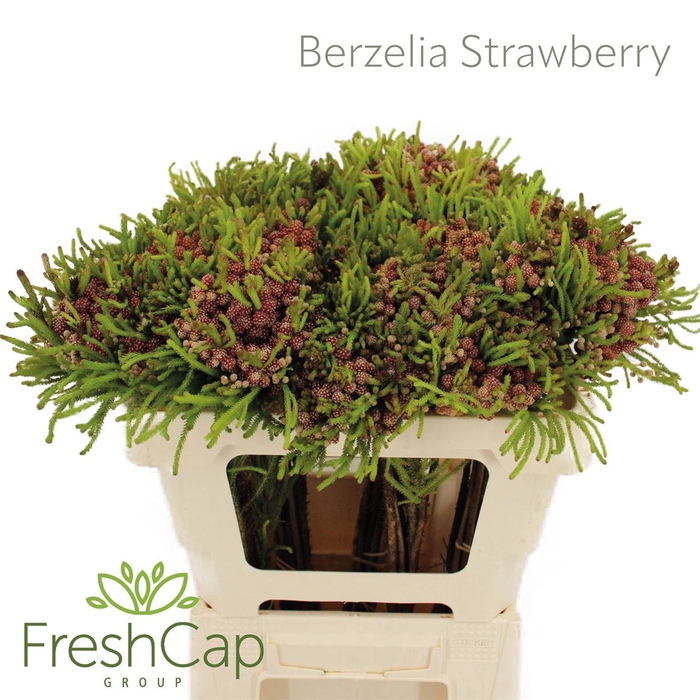 <h4>Berzelia Strawberry</h4>