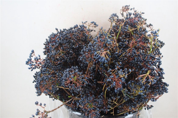 <h4>Vib Berry Blue P Bunch</h4>