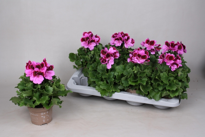 <h4>PEL GR EL JUDITH</h4>