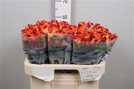 <h4>R Gr Silantoi</h4>