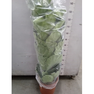 Ficus lyrata
