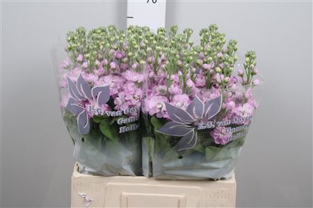 <h4>Matth Mathilda Pink</h4>