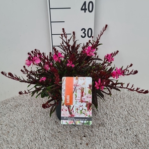 Gaura Gaudi Light Pink