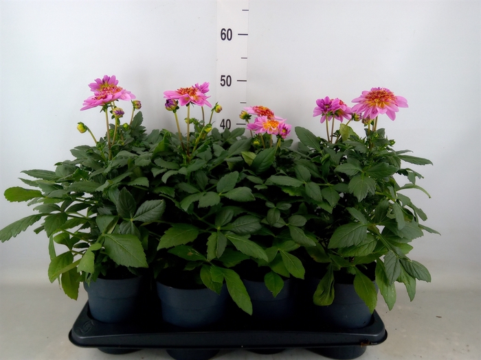 <h4>Dahlia   ...</h4>
