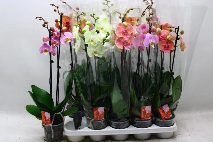 <h4>PHAL GEM 6 KL</h4>