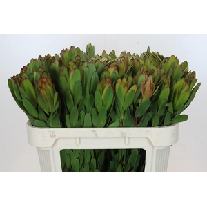 LEUCAD SAF GOLDSTRIK