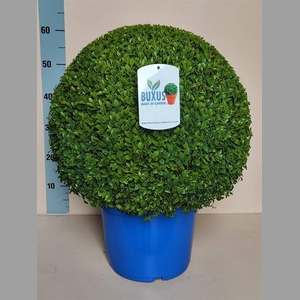 BUXUS SEMPERVIRENS KLOK