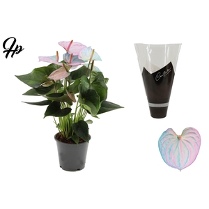Anthurium 12 cm Make-Upz® Pearl Pink-Blue in Couture sleeve