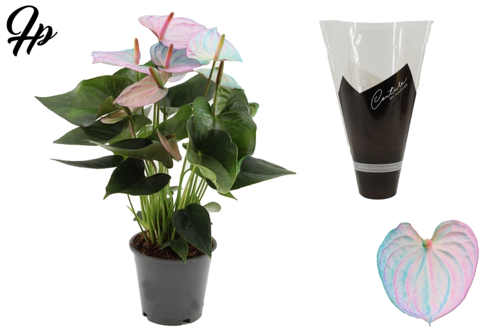 <h4>Anthurium 12 cm Make-Upz® Pearl Pink-Blue in Couture sleeve</h4>