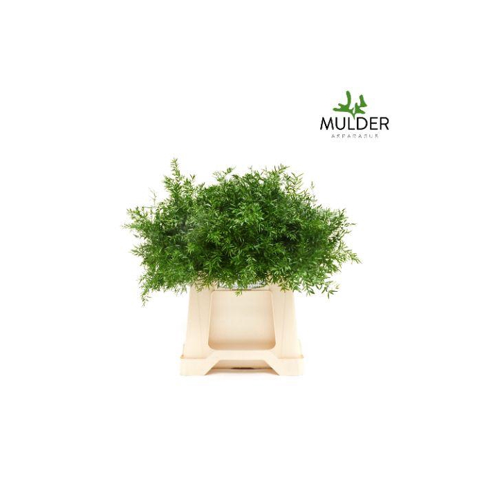 <h4>ASP DENS CWEBE</h4>