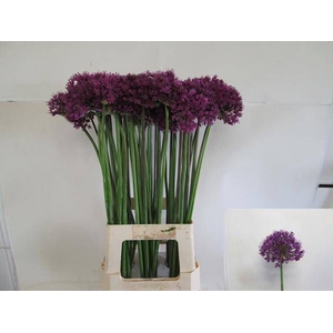 ALLIUM PURPLE SENS