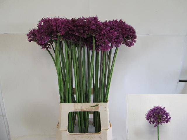 <h4>ALLIUM PURPLE SENS</h4>
