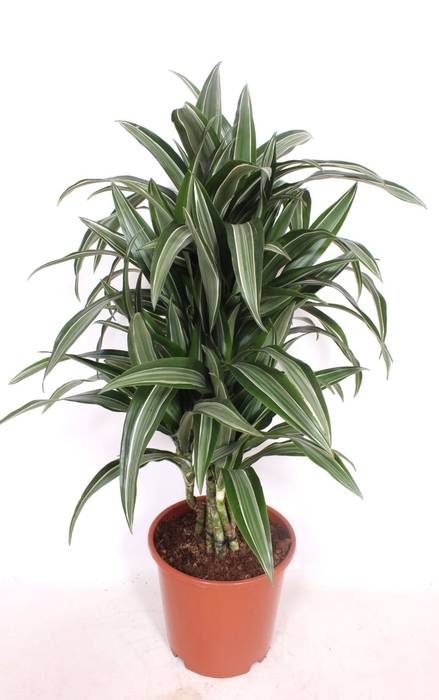 Dracaena Ulises