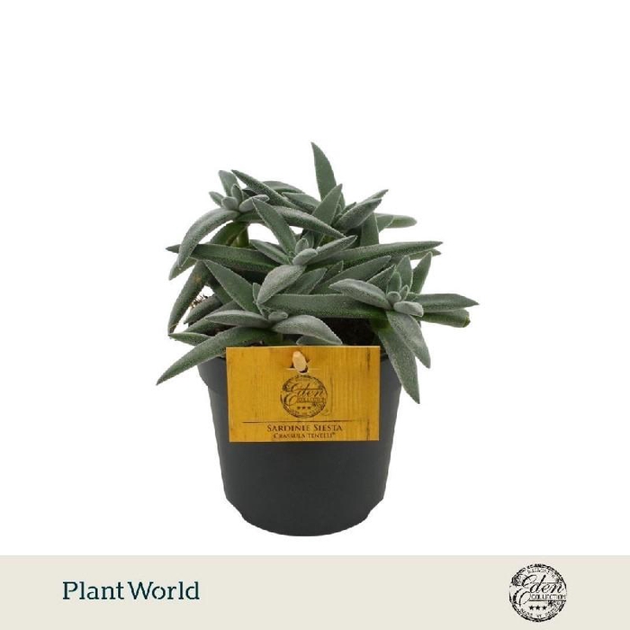 <h4>Crassula Overig Tenelli Eden BC</h4>
