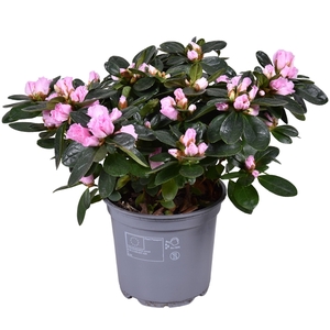 Azalea Vogel Roze 12 cm