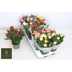 RO KORDANA GEM 6 SRT