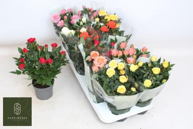 <h4>RO KORDANA GEM 6 SRT</h4>