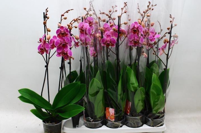 <h4>PHAL OV PAARS</h4>