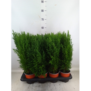 Chamaecyparis laws. 'Ellwoodii'