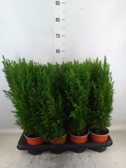<h4>Chamaecyparis laws. 'Ellwoodii'</h4>