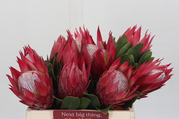 Protea Cynaroides Madiba