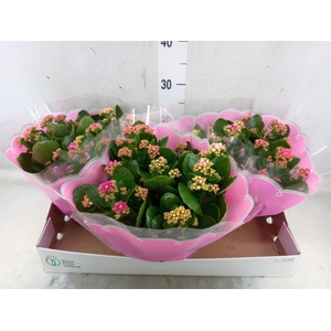 Kalanchoe blos.   ..rosebud mix/pot