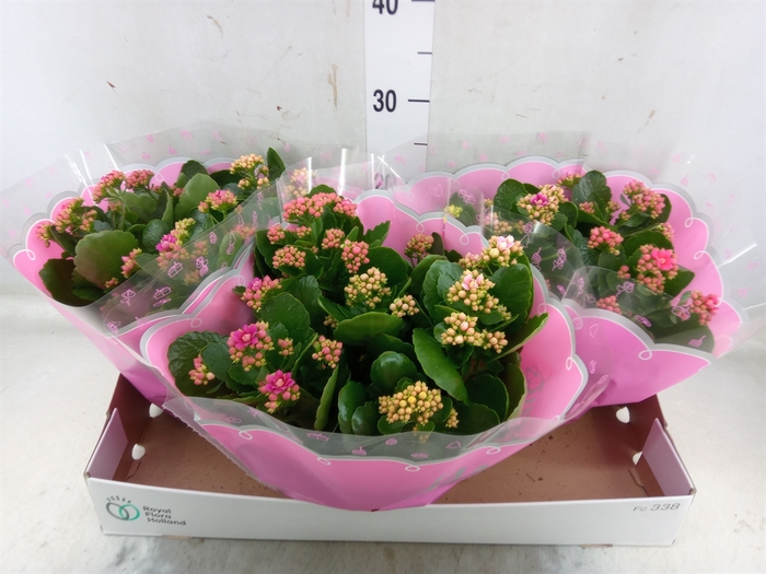 <h4>Kalanchoe blos.   ..rosebud mix/pot</h4>