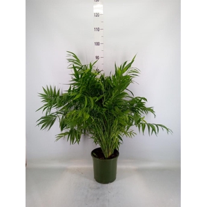 Chamaedorea elegans