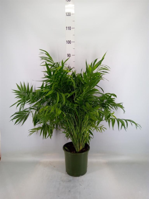 <h4>Chamaedorea elegans</h4>
