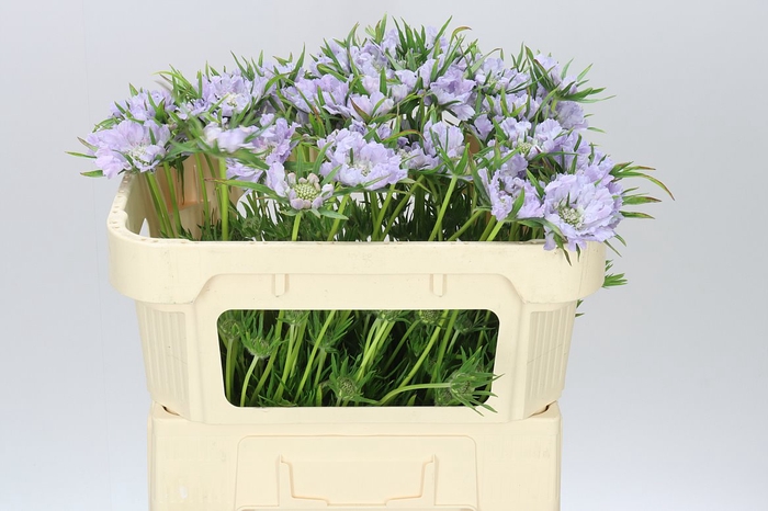 <h4>Scabiosa C Danielle Lavendel</h4>