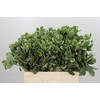 Pittosporum Ilan