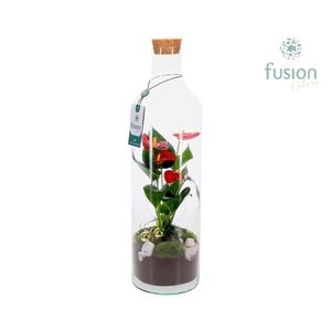 Green Bottle Fles Large Kerst met Anthurium