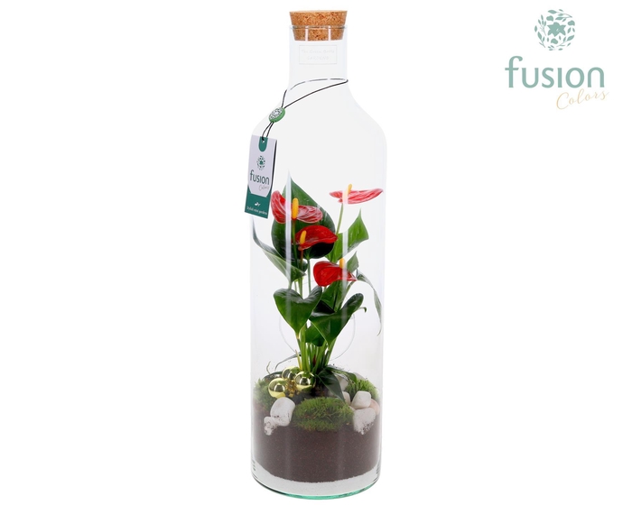 <h4>Green Bottle Fles Large Kerst met Anthurium</h4>