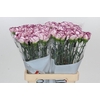 Dianthus St Mudah