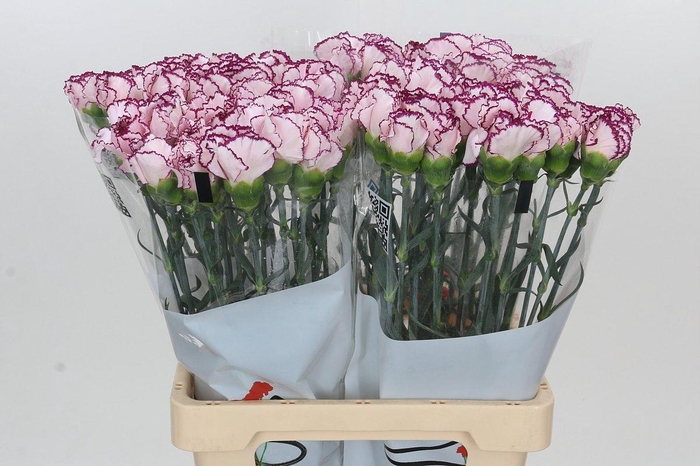 Dianthus St Mudah