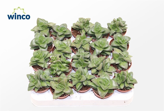 Crassula Springtime