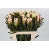 Protea White Night