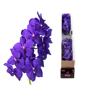 Vanda Royal Blue X4