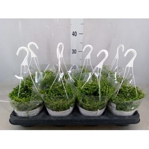 Senecio rowleyanus