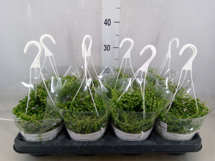 <h4>Senecio rowleyanus</h4>